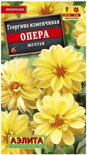 Георгина Опера Желтая низкорослая 