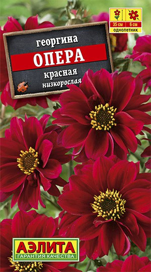 Георгина Опера Красная низкорослая 