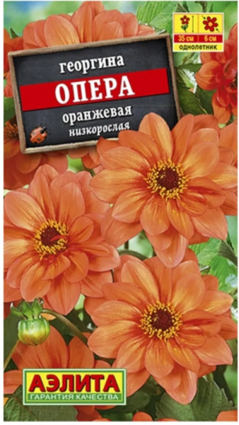 Георгина Опера Оранжевая низкоросла 