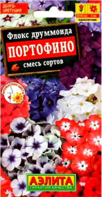 Флокс друммонда Портофино Аэлита