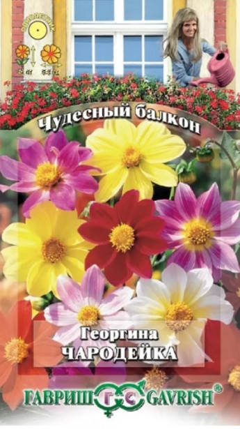 Георгина Чародейка 