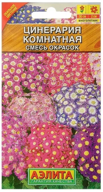 Цинерария Комнатная 