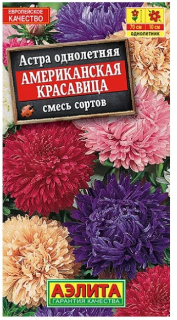 Астра Американская Красавица 