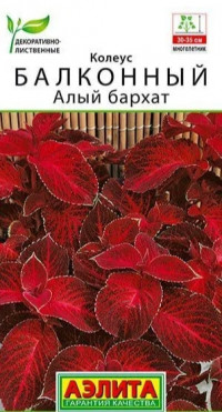 Колеус Алый Бархат Аэлита