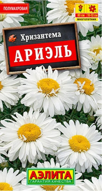 Хризантема Ариэль Аэлита 
