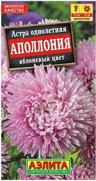 Астра Аполлония Яблоневый Цвет 