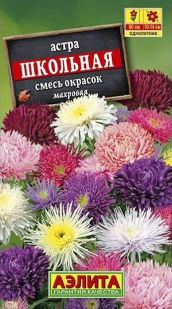Астра ШКОЛЬНАЯ смесь окрасок 