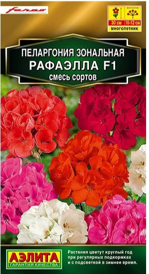 Пеларгония Рафаэлла F1 комнатная 