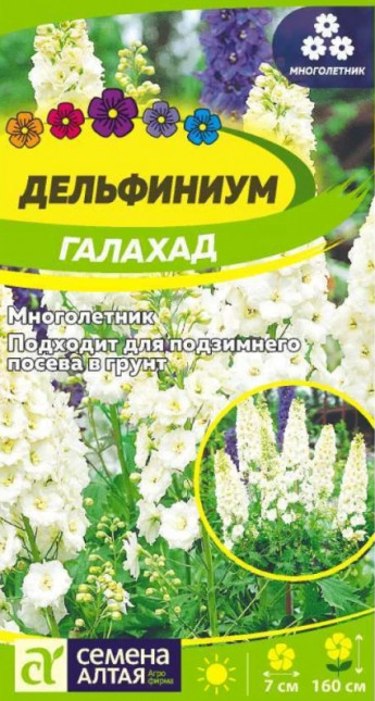Дельфиниум Галахад Сем.Алтая 