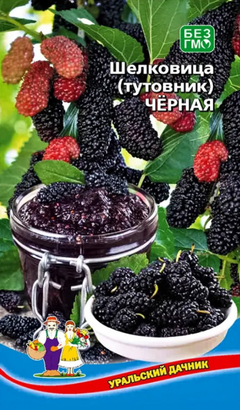 Шелковица(тутовник) ЧЕРНАЯ Ур.Дачн. 