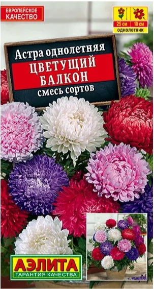 Астра Цветущий Балкон Аэлита 