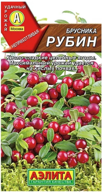 Брусника Рубин морозостойкая 