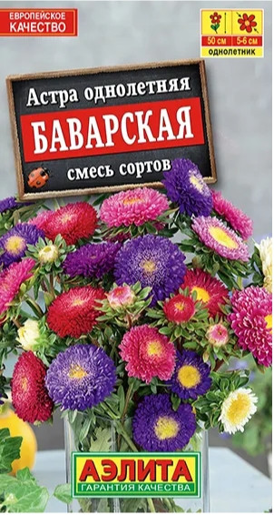 Астра Баварская Аэлита 