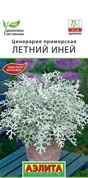Цинерария Летний Иней Аэлита 