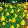 Дицентра Золотая Лоза Takii Seed - 