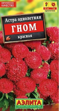 Астра Гном Красная Аэлита