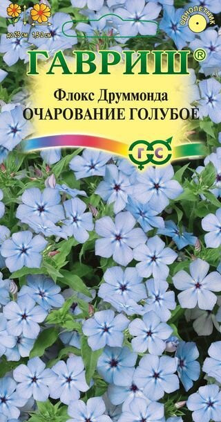 Флокс друммонда Очарование ГОЛУБОЕ 