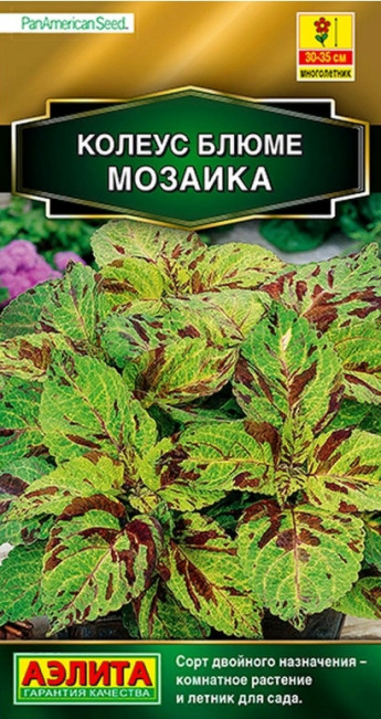 Колеус Блюме Мозаика Аэлита 