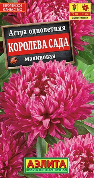 Астра Королева Сада МАЛИНОВАЯ Аэлит 