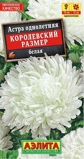 Астра Королевский Размер БЕЛАЯ 