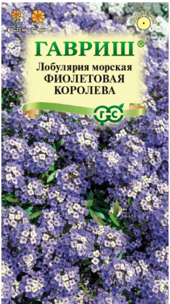 Лобулярия Фиолетовая Королева Гаври 