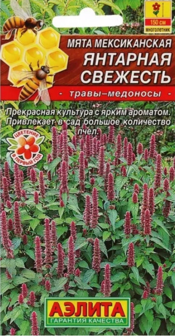 Мята Янтарная Свежесть мексиканская 