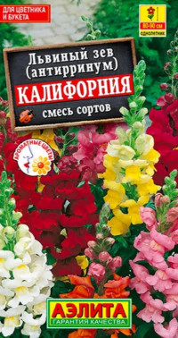 Львиный зев Калифорния Аэлита
